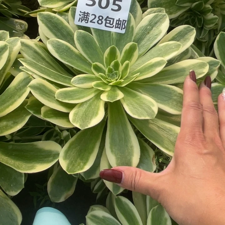 505二号任何迈巴赫多肉