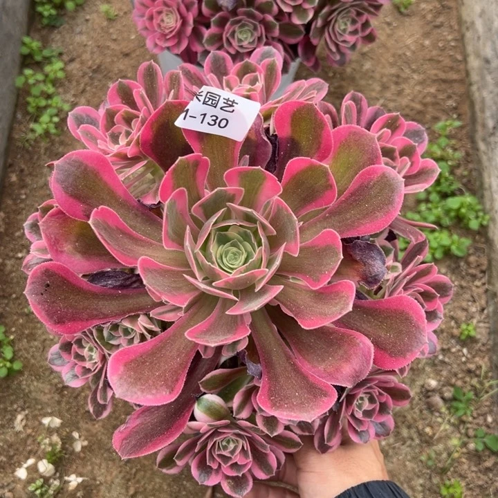 女郎多肉植物130