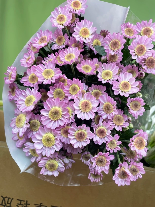 小众品种粉太阳雏菊