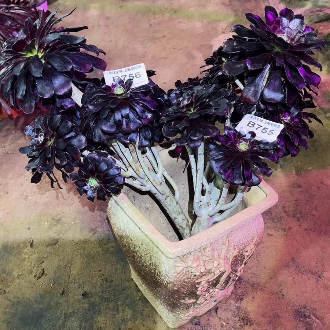 悠****果多肉植物755.756墨法两颗