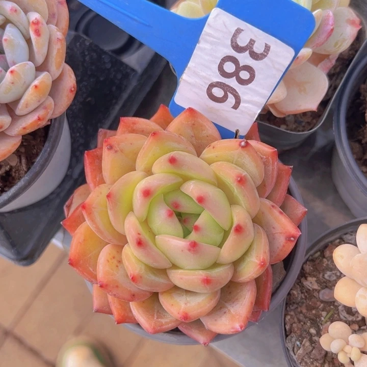 健健康康平平安安