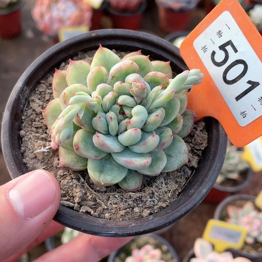 【闪购商品】501号