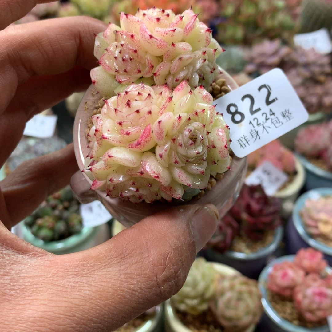 精控拇指盆12.24822