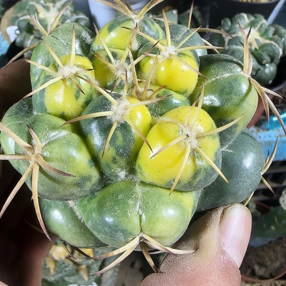 象牙锦176仙人球上了