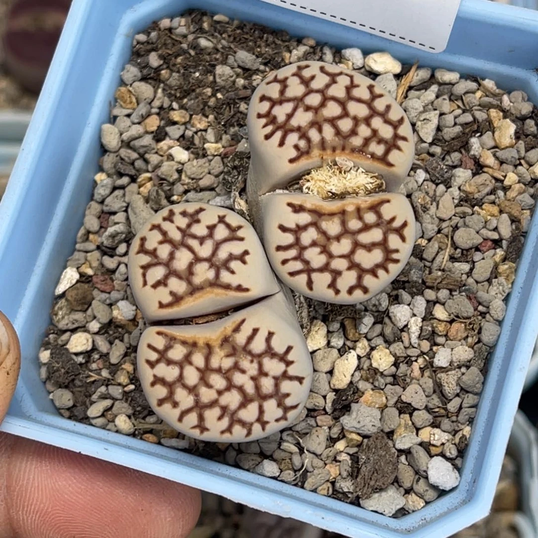 5395双头寿丽1母本