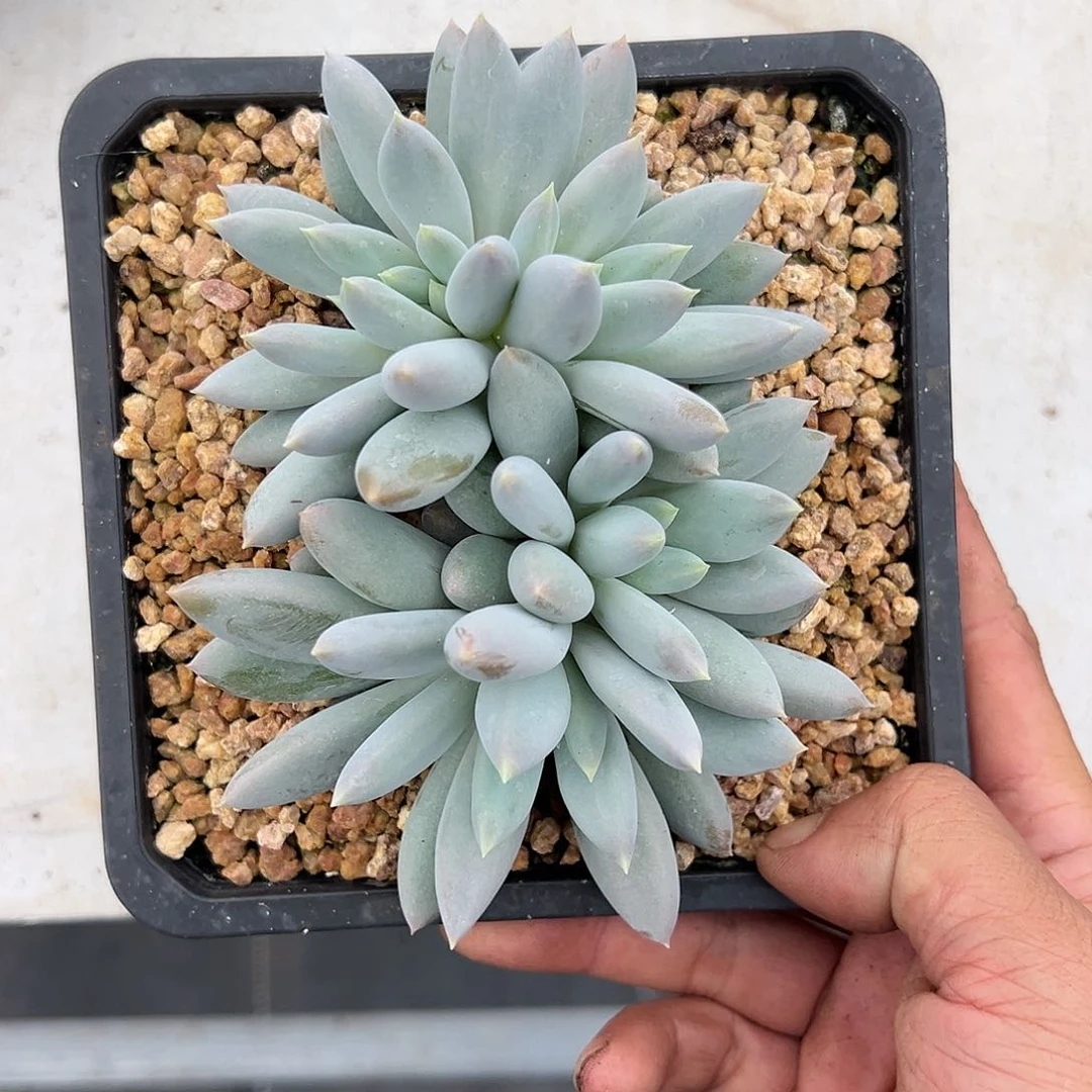 【闪购商品】哥特福利