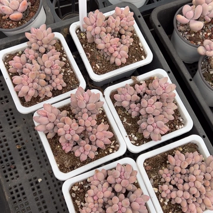 婴儿手指群8cm一颗量拍多肉满20包邮初7发