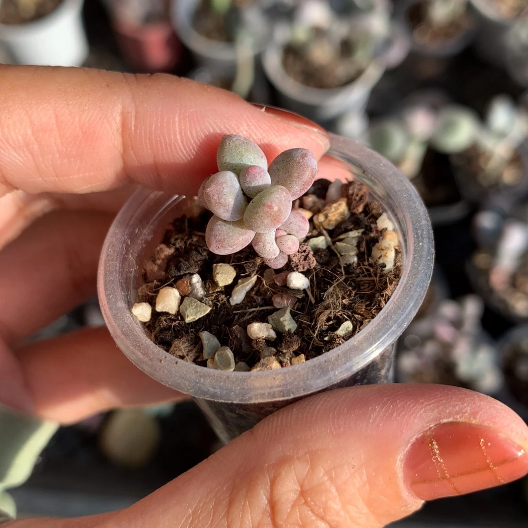 彩虹奶酪mini哈哈