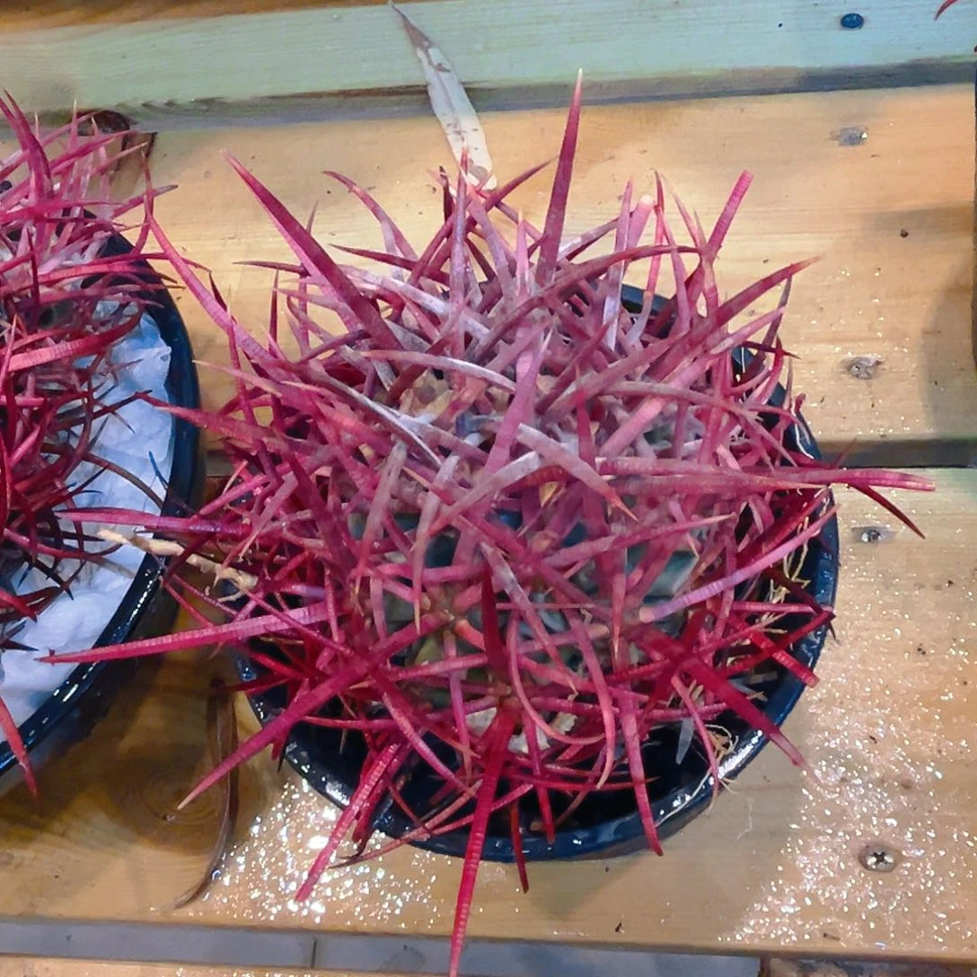 大龙冠，潮流植物