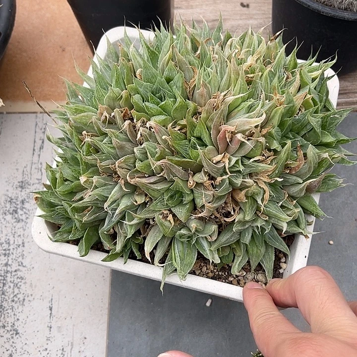 无花朵祝晏寿大群