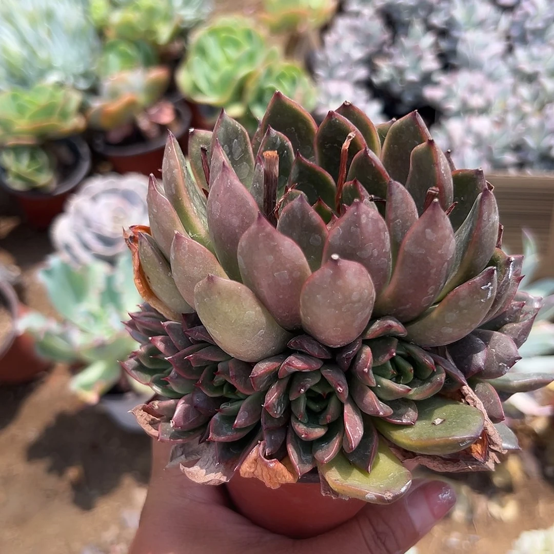 多肉植物多肉植物