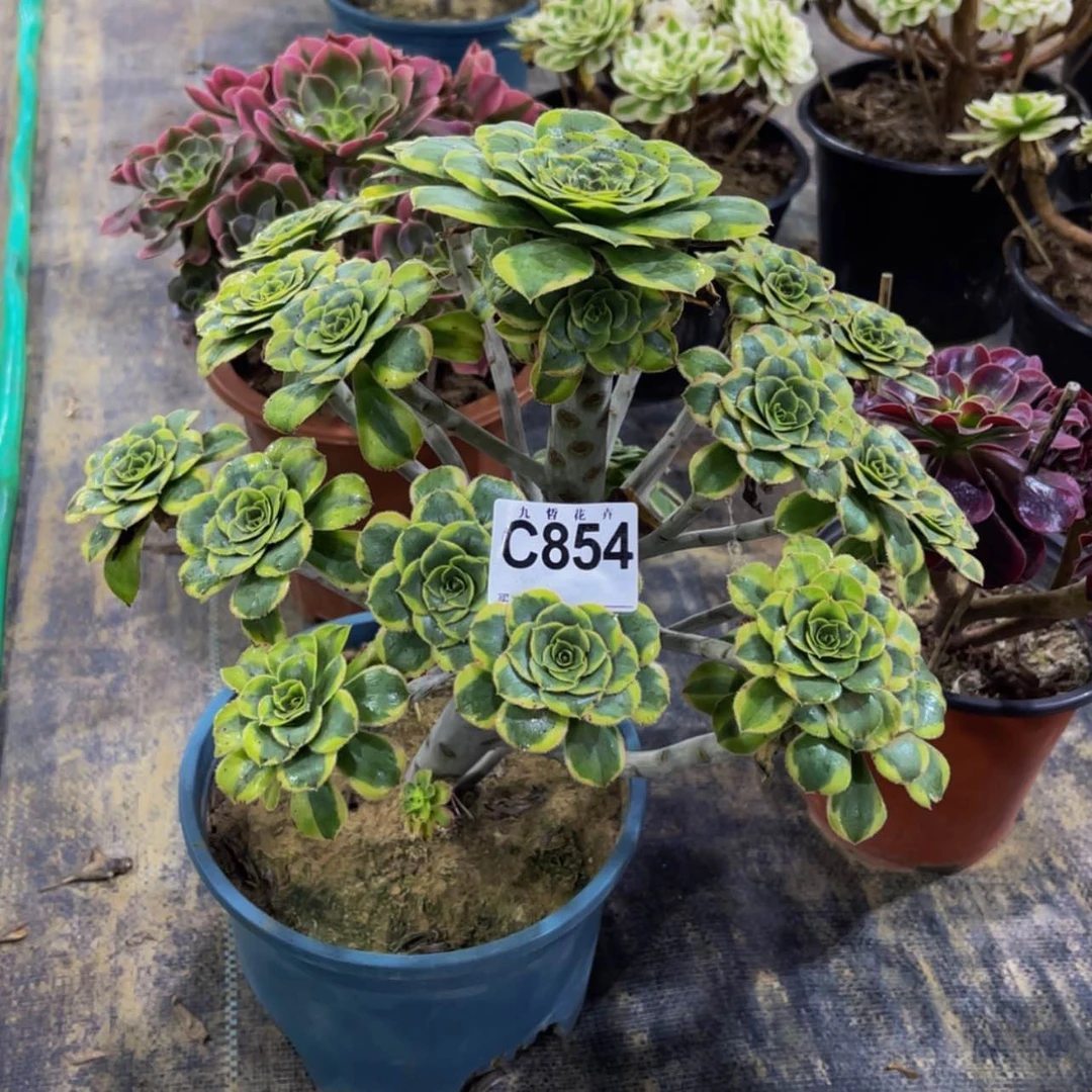 【闪购商品】85400妖庄特斯拉