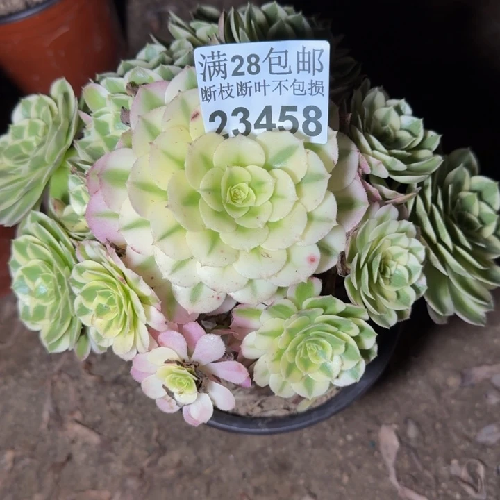 23458海鲜多肉植物
