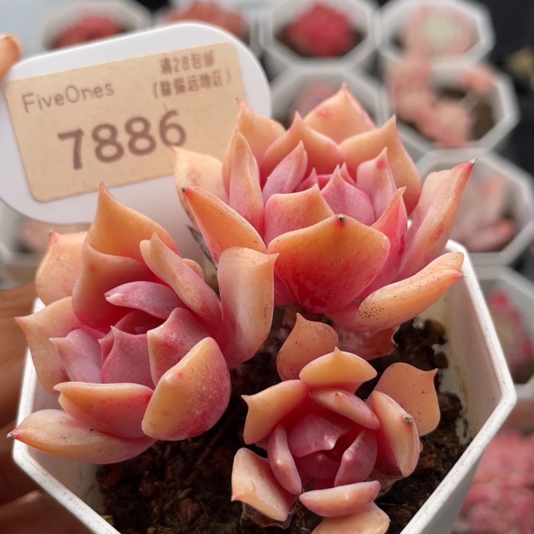 粉蝶7886-6.0厘米