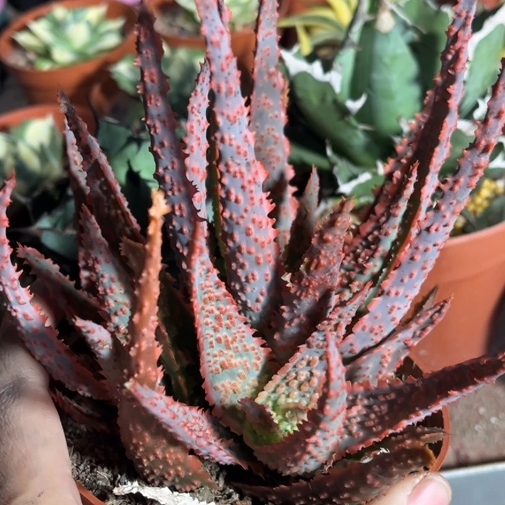 圣诞芦荟一物一拍自根