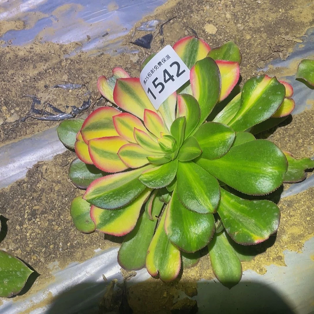 1542花脸多肉植物