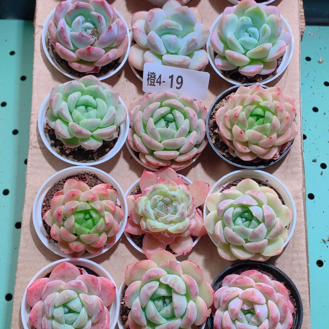 4-19一物一拍带盆18颗