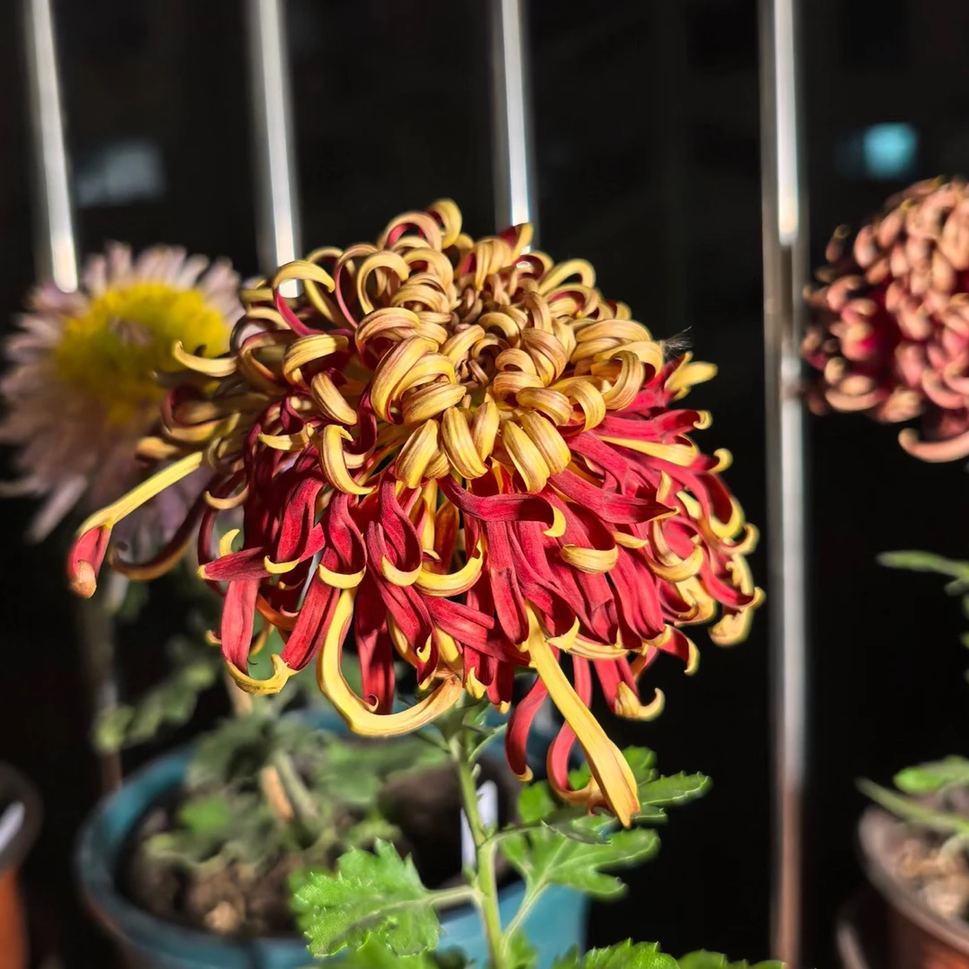 【游龙戏凤】9月大菊超大花耐寒耐热好养庭院室内