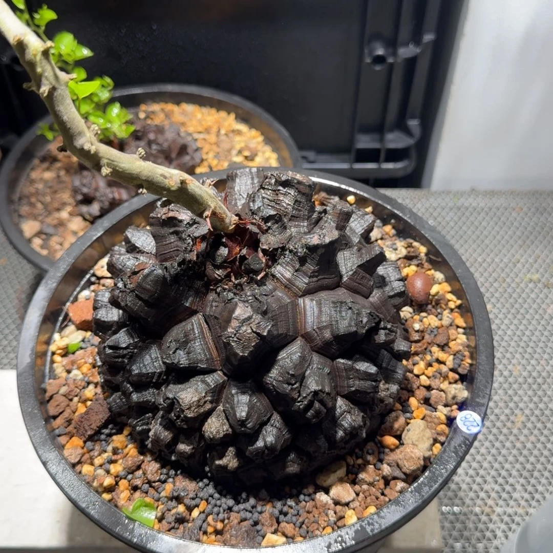 228南非龟甲龙哈哈哈