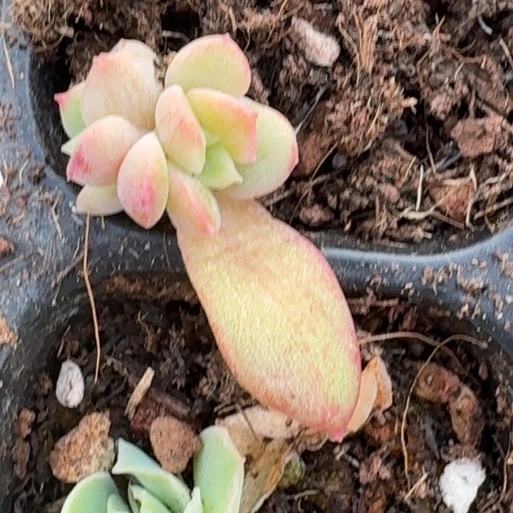 一物一拍好看好看好看