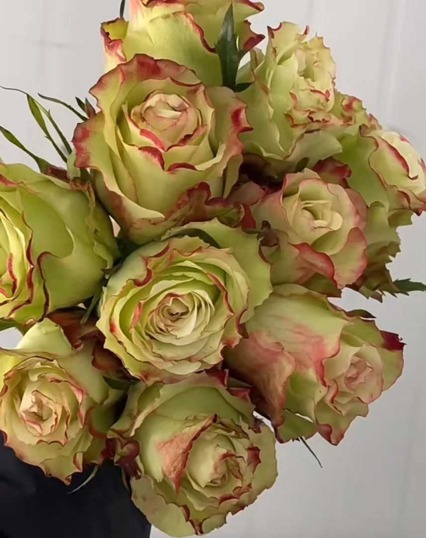 青苹果   新品根接大苗四季灌木月季