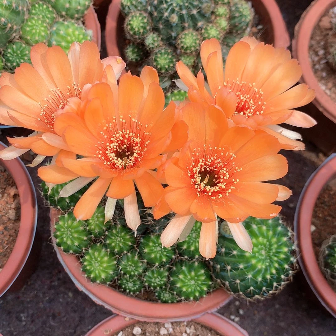 2374实生丽花15公分杯