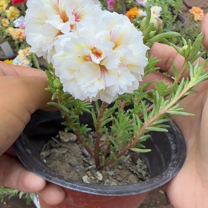 无花朵量拍月光超小苗盆口10cm
