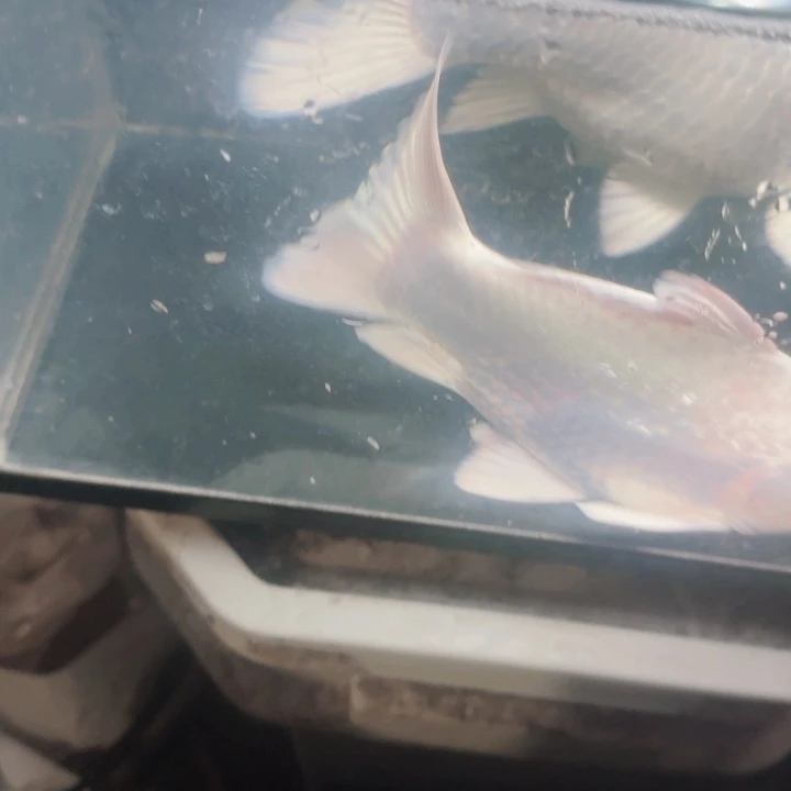 秦***笼海水鱼蝴蝶鲤40包邮