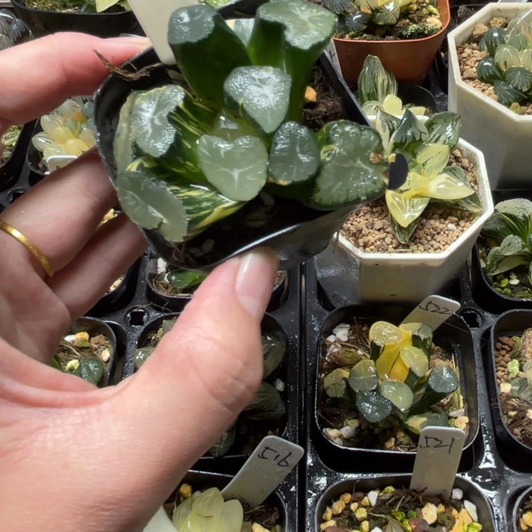 532玉龙万象锦一物一拍