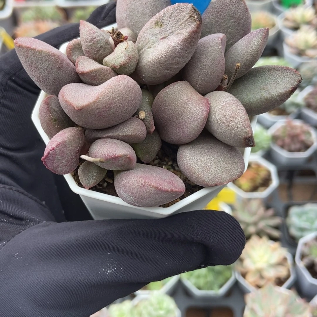 887姚姬多肉植物多肉