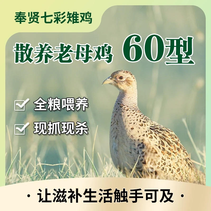 奉贤七彩山鸡肉老母鸡60周龄顺丰京东包邮到家
