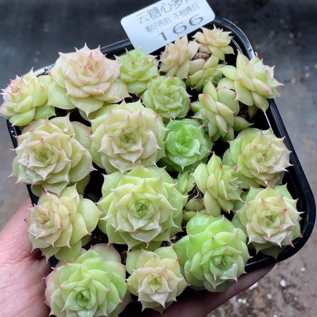 云糖心多肉植物166