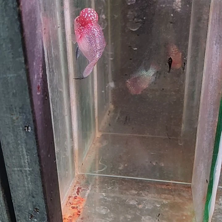 罗汉鱼222222222222