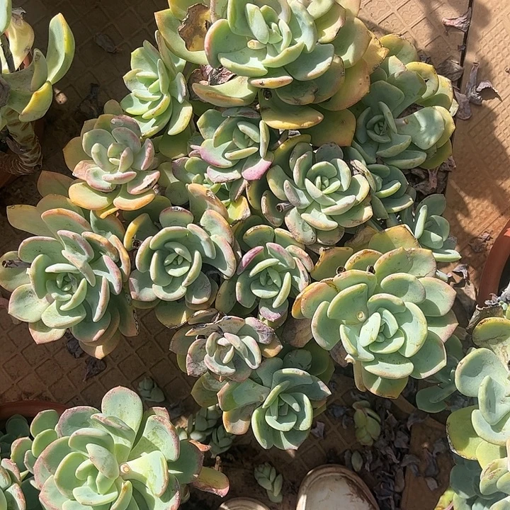 。***.白光月老桩，一物一拍