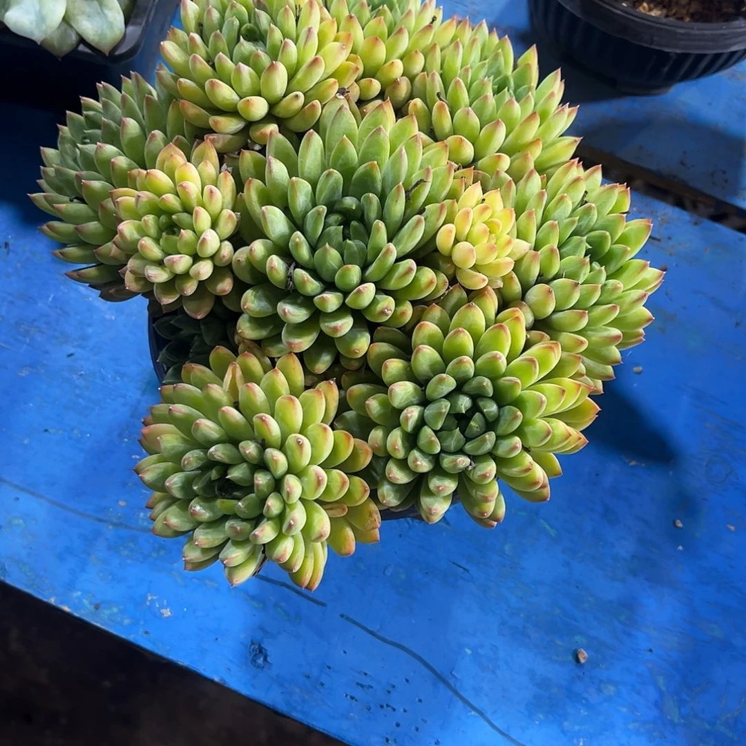 橙***。星际迷航多肉植物