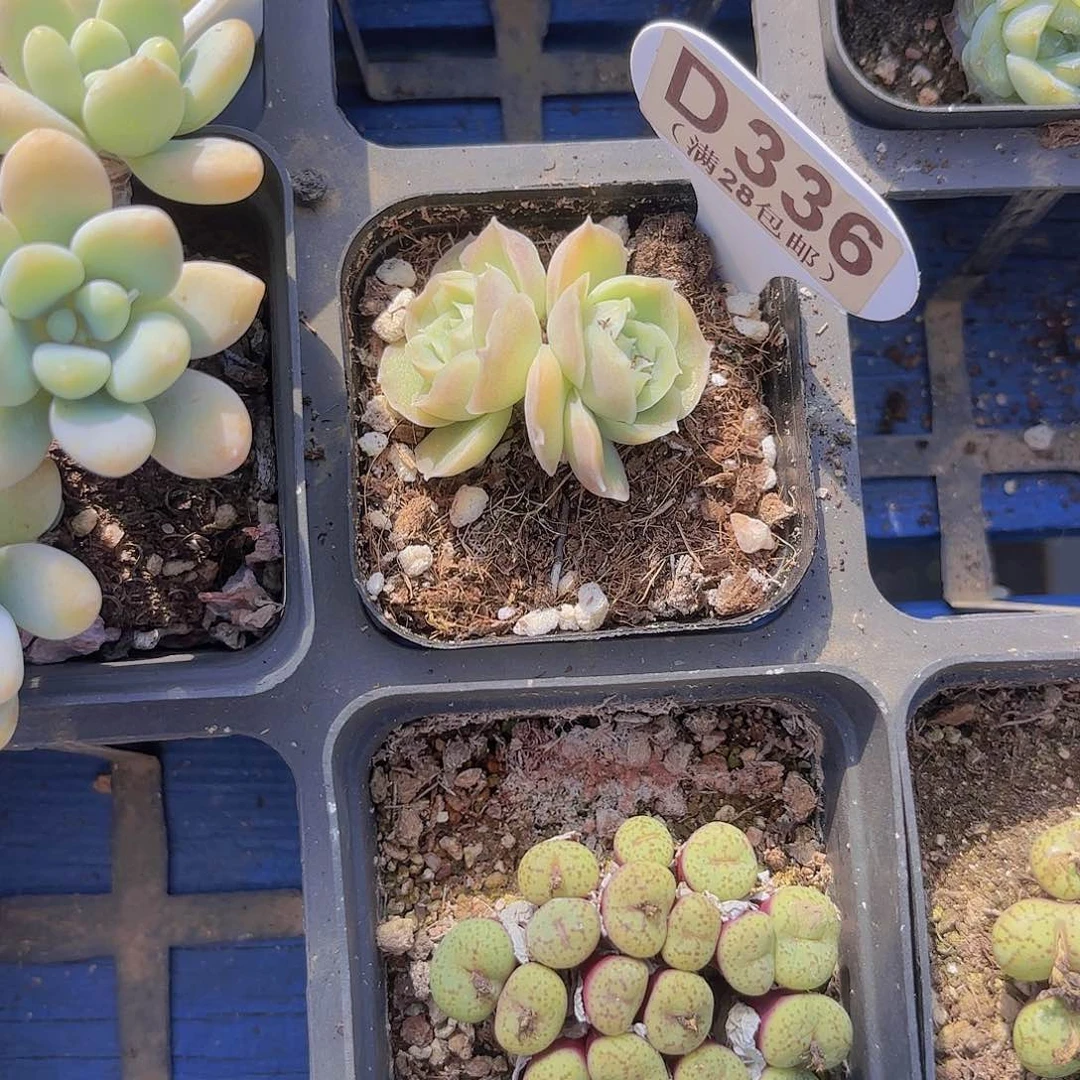 D336虾饺一物一拍