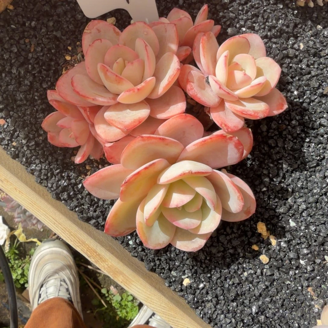 一物一拍天花板布鲁南16