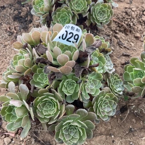 029荷兰玫瑰不包断枝