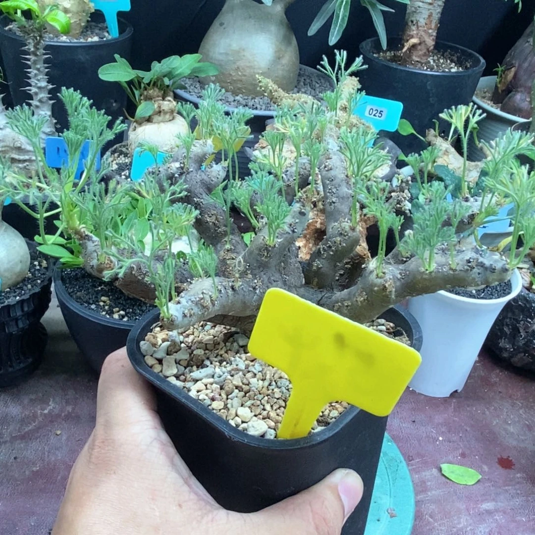 黑皮月界多肉植物