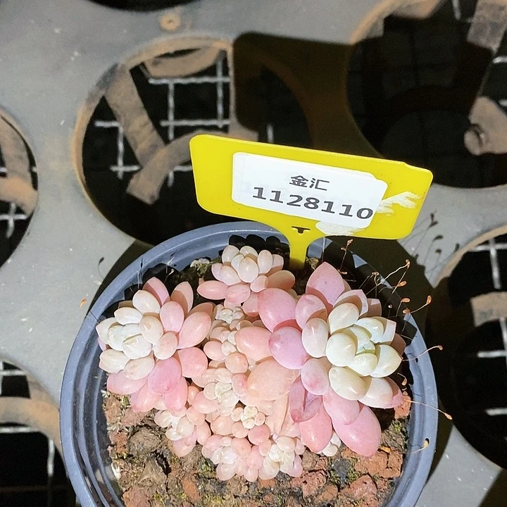 福利多多。1128110
