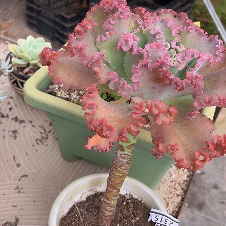 女王花笠2315多肉植物