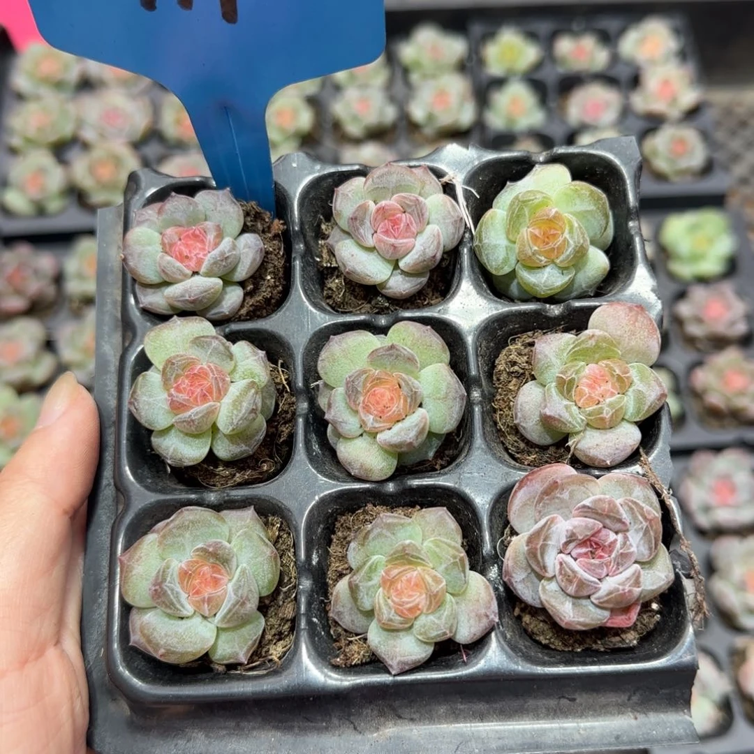 111满38包邮➗偏远发货后不退货退款