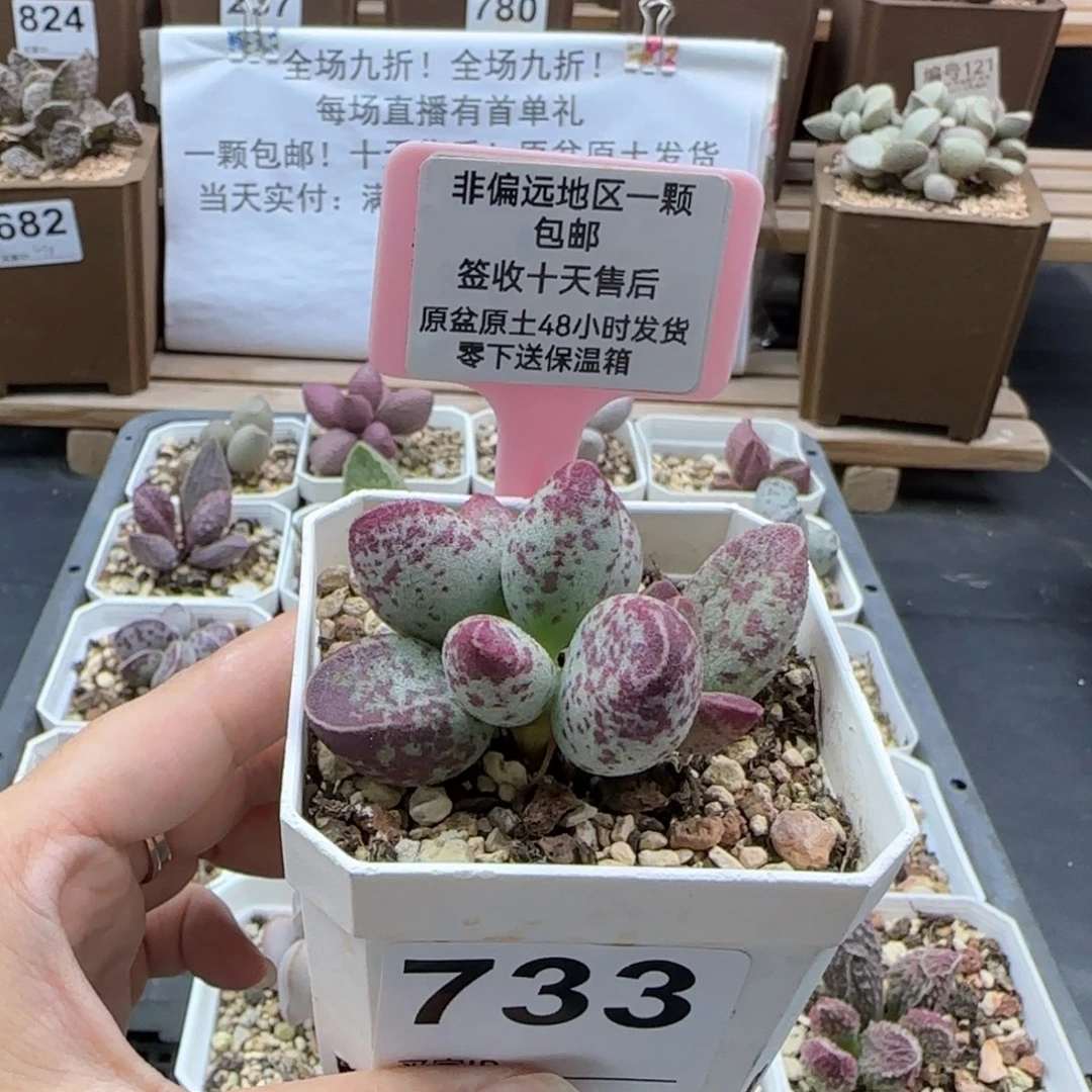 733艾薇多肉植物