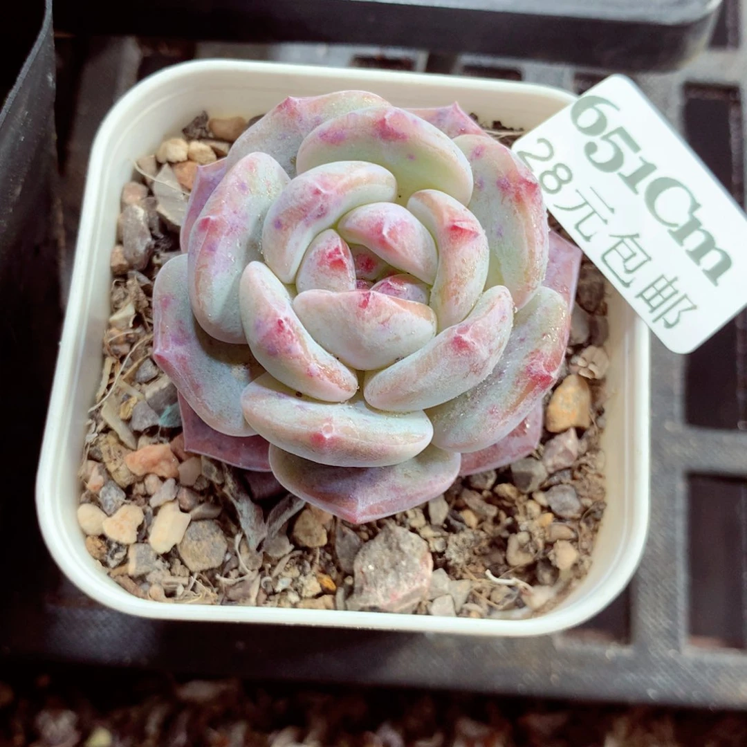 5厘米盆精控多肉651