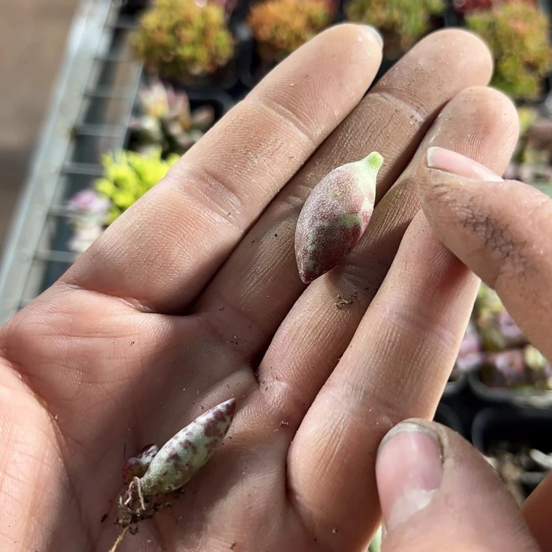 梅花10个页片单头发货有根发货