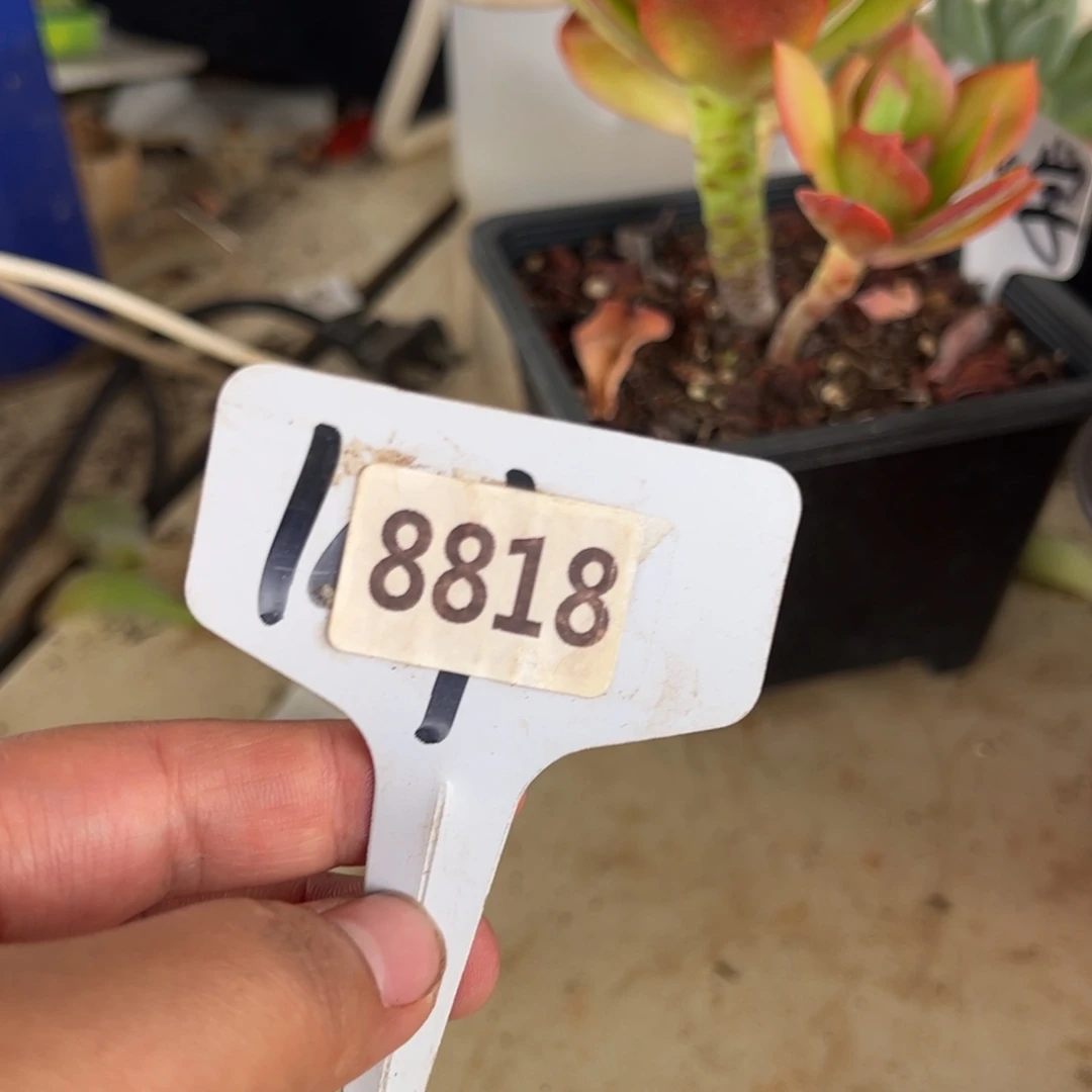 【闪购商品】是**呀8818。  11111111