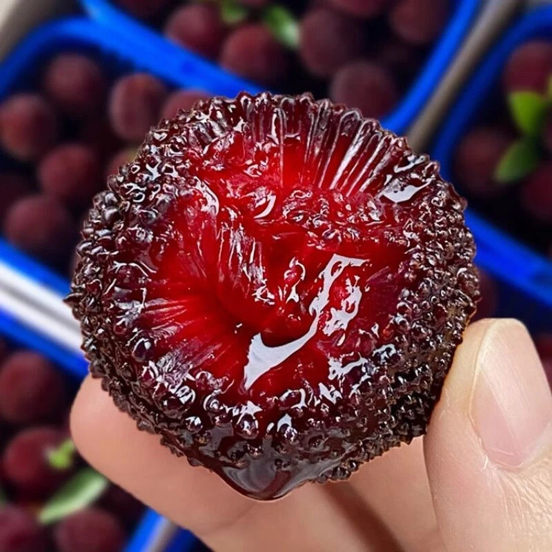 【空运到家】2025年高山杨梅福建浮宫现摘现发泡沫箱装大果批发