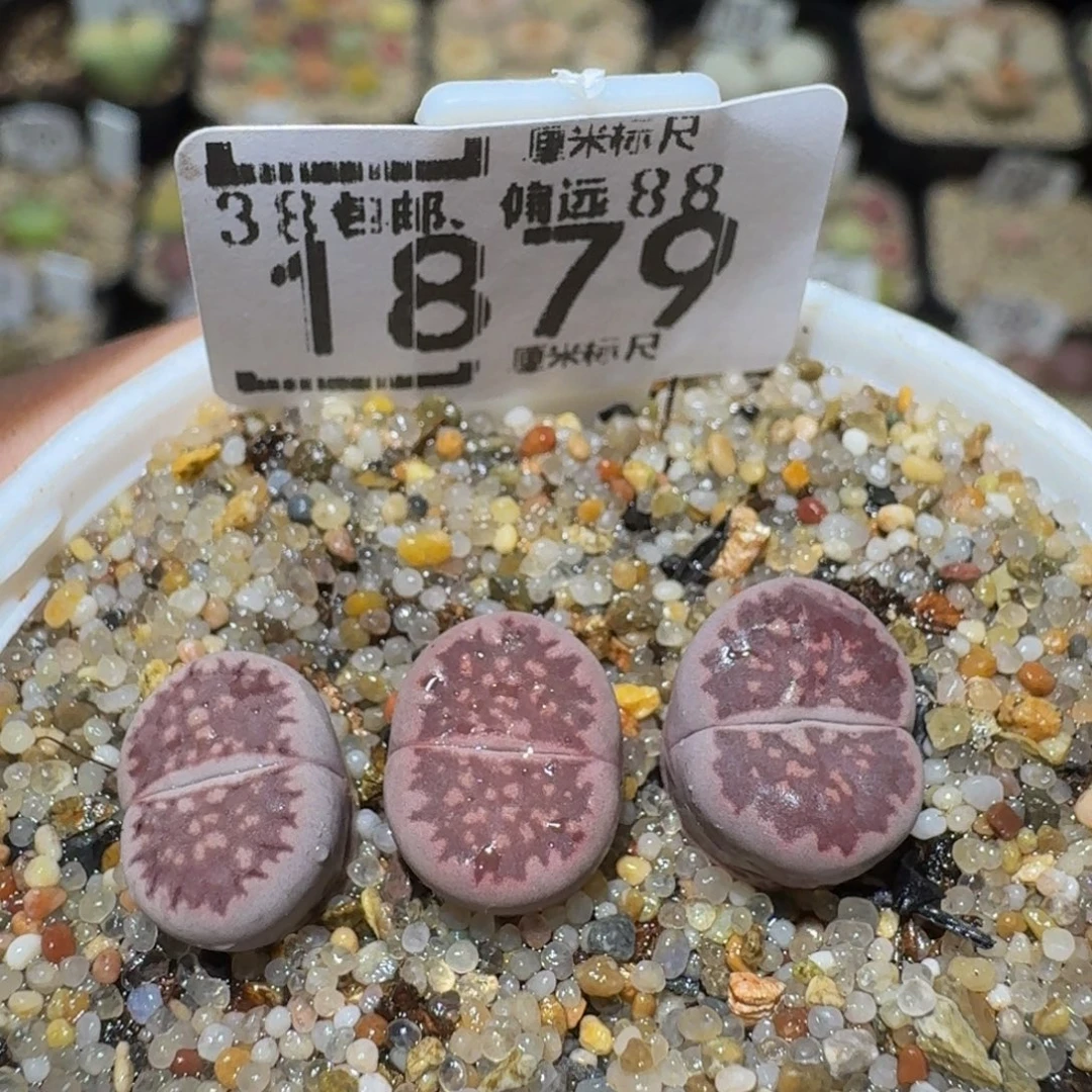 Ssss精品生石花1879