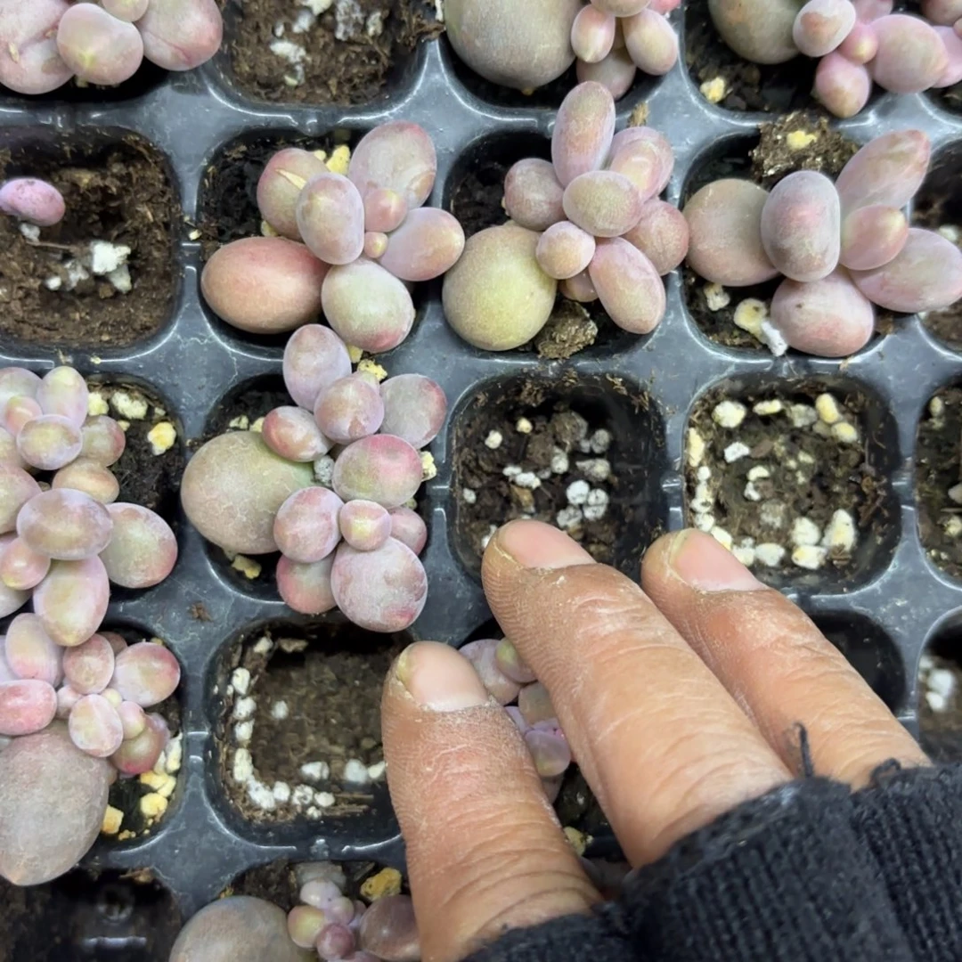 糖果美人双头一颗量拍