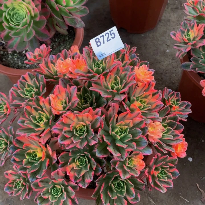 全部花朵725甜茶